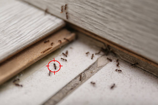 Best Insect Control  in Mountainair, NM