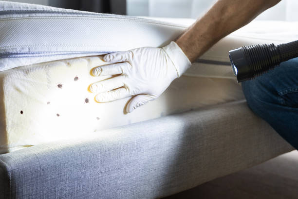 Best Best Pest Control Companies  in Mountainair, NM