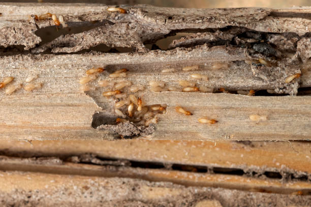 Best Cockroach Control Services  in Mountainair, NM