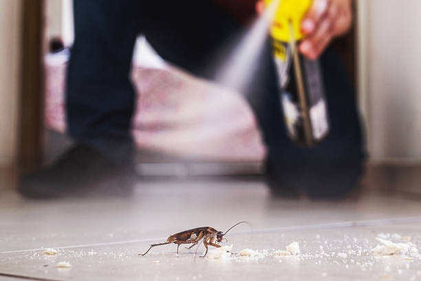 Best Pest Prevention Services  in Mountainair, NM